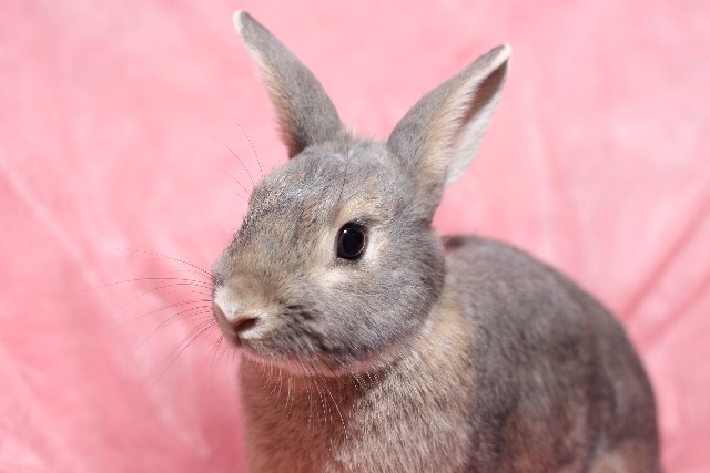 うさぎの飼い方